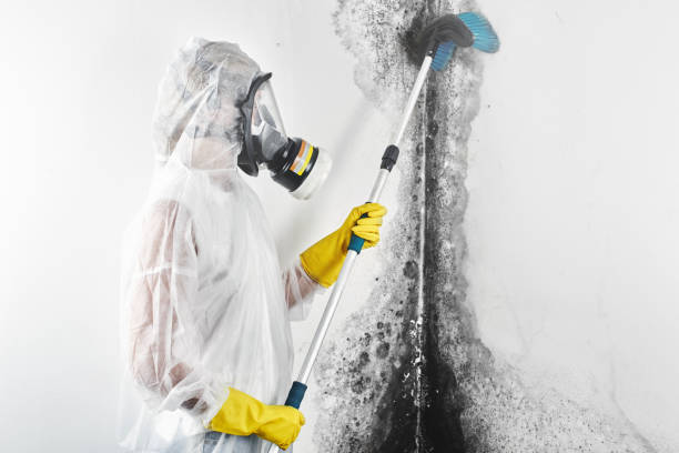 Best Mold Removal for HVAC Installations  in Deer Park, OH