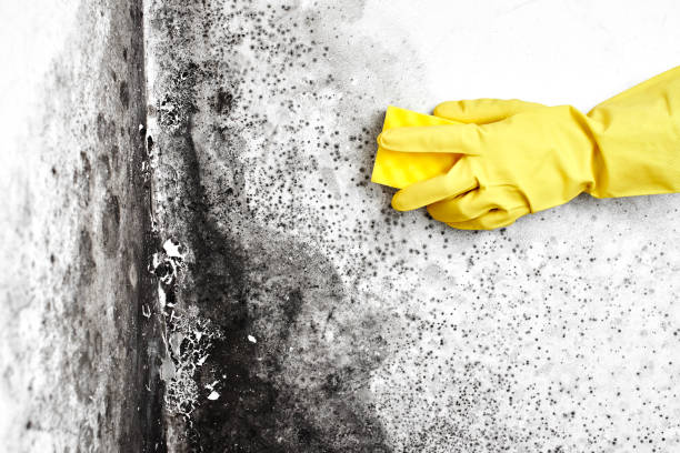 Best Commercial Mold Inspection  in Deer Park, OH