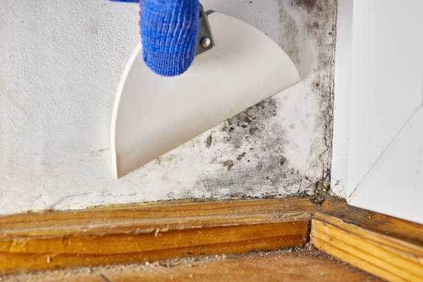  Deer Park, OH Mold Removal Pros